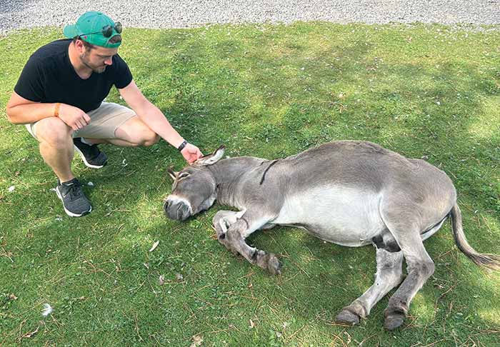 Jungle Cat World - Donkey